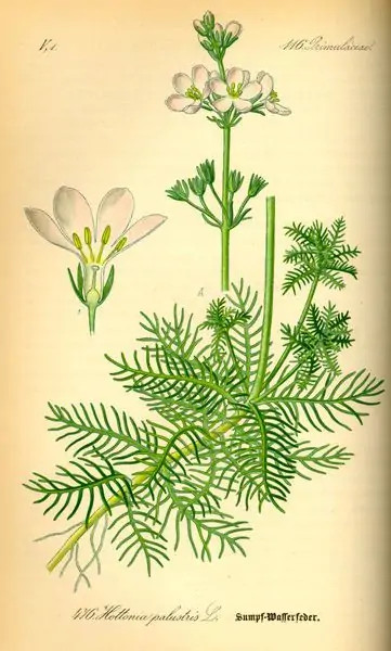 Flores de Bach