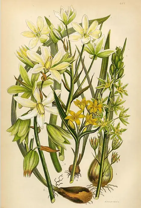 Flores de Bach